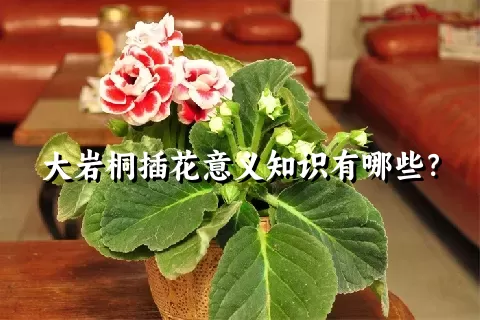 大岩桐插花意义知识有哪些？