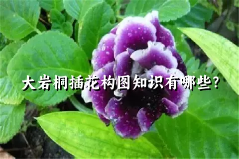 大岩桐插花构图知识有哪些？