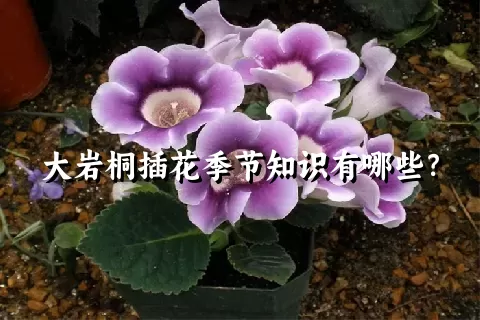 大岩桐插花季节知识有哪些？