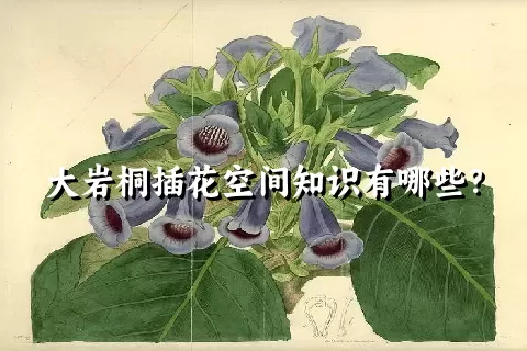 大岩桐插花空间知识有哪些？