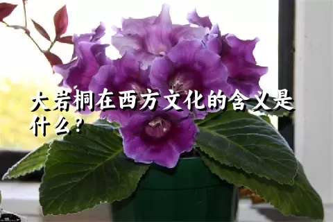 大岩桐在西方文化的含义是什么？