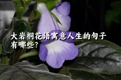 大岩桐花语寓意人生的句子有哪些？