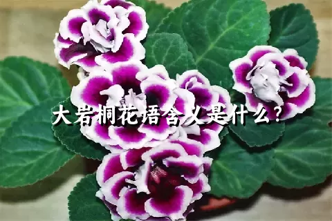 大岩桐花语含义是什么？