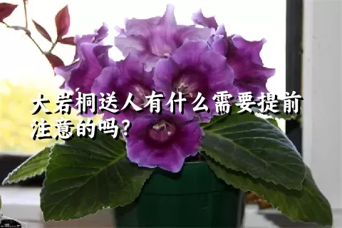 大岩桐送人有什么需要提前注意的吗？