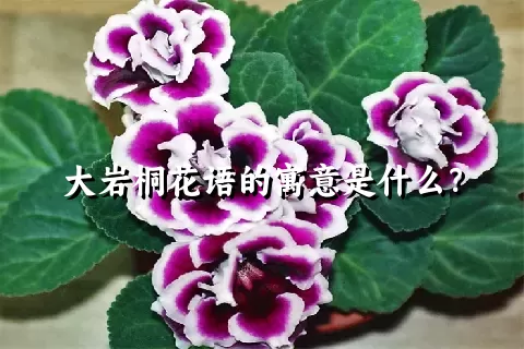 大岩桐花语的寓意是什么？