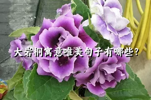 大岩桐寓意唯美句子有哪些？