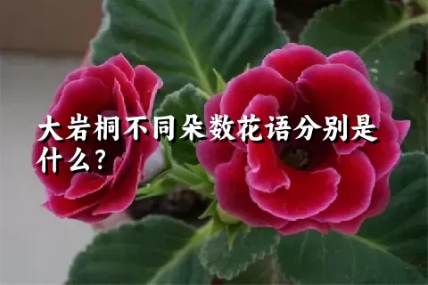 大岩桐不同朵数花语分别是什么？