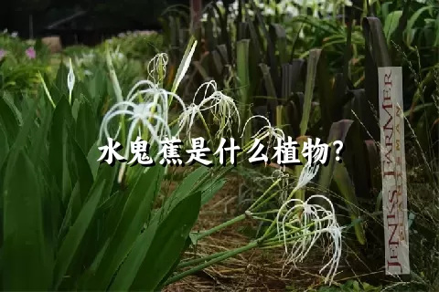 水鬼蕉是什么植物？