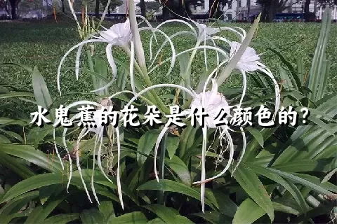 水鬼蕉的花朵是什么颜色的？