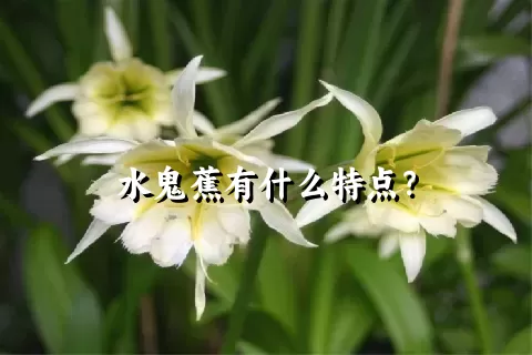 水鬼蕉有什么特点？