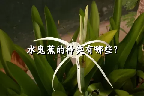 水鬼蕉的种类有哪些？