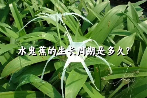 水鬼蕉的生长周期是多久？