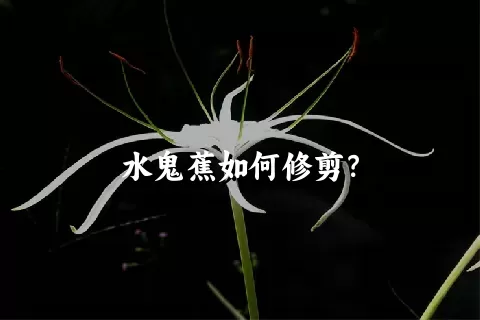 水鬼蕉如何修剪？