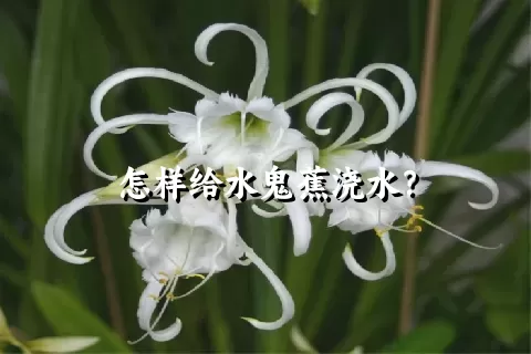 怎样给水鬼蕉浇水？