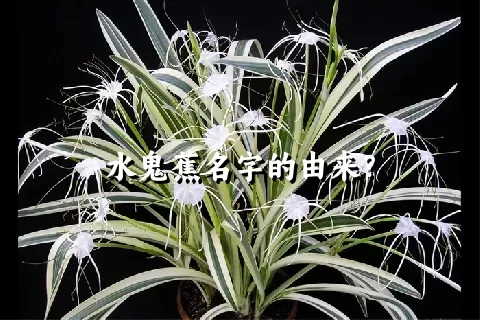 水鬼蕉名字的由来？