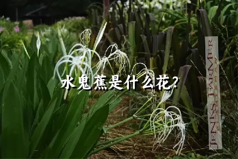 水鬼蕉是什么花？