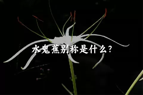 水鬼蕉别称是什么？