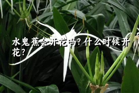 水鬼蕉会开花吗？什么时候开花？