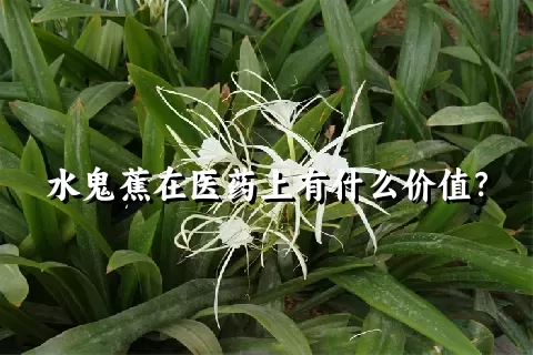 水鬼蕉在医药上有什么价值？