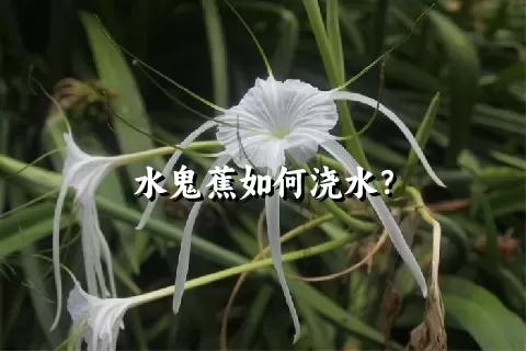 水鬼蕉如何浇水？