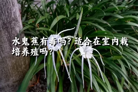 水鬼蕉有毒吗？适合在室内栽培养殖吗？