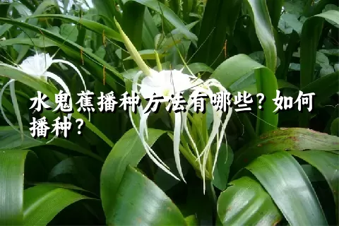 水鬼蕉播种方法有哪些？如何播种？