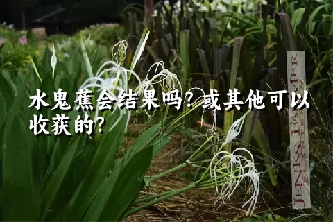 水鬼蕉会结果吗？或其他可以收获的？