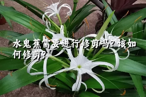 水鬼蕉需要进行修剪吗？该如何修剪？