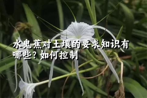 水鬼蕉对土壤的要求知识有哪些？如何控制