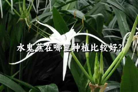 水鬼蕉在哪里种植比较好？