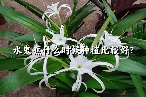 水鬼蕉什么时候种植比较好？