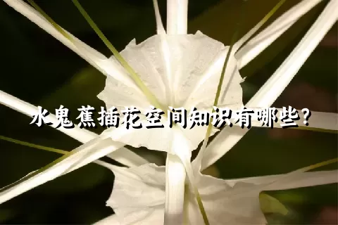 水鬼蕉插花空间知识有哪些？