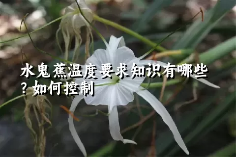 水鬼蕉温度要求知识有哪些？如何控制