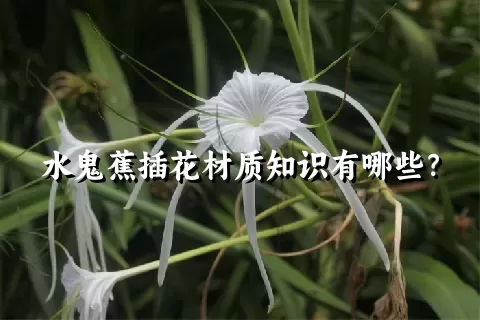 水鬼蕉插花材质知识有哪些？