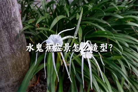 水鬼蕉盆景怎么造型？