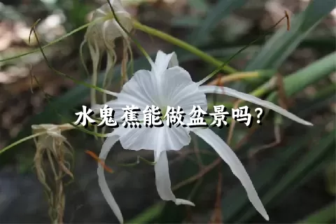 水鬼蕉能做盆景吗？