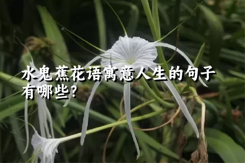 水鬼蕉花语寓意人生的句子有哪些？