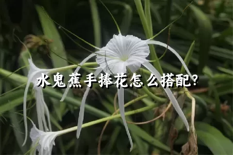 水鬼蕉手捧花怎么搭配？