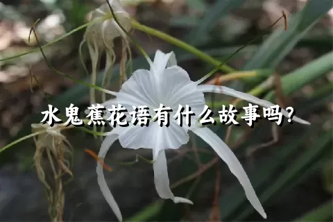 水鬼蕉花语有什么故事吗？