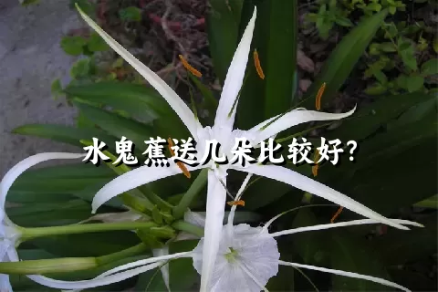 水鬼蕉送几朵比较好？