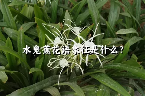 水鬼蕉花语象征是什么？