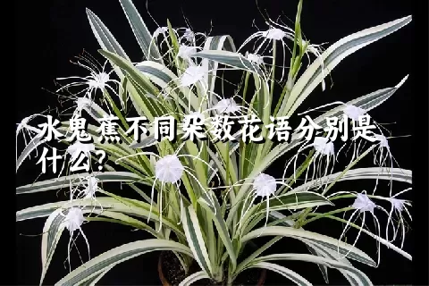 水鬼蕉不同朵数花语分别是什么？