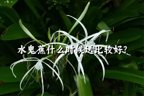 水鬼蕉什么时候送比较好？