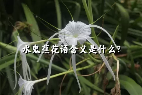 水鬼蕉花语含义是什么？