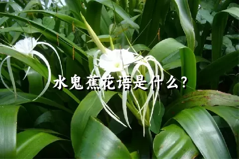 水鬼蕉花语是什么？