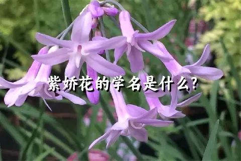 紫娇花的学名是什么?