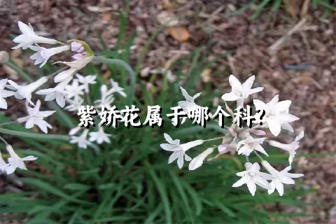 紫娇花属于哪个科?