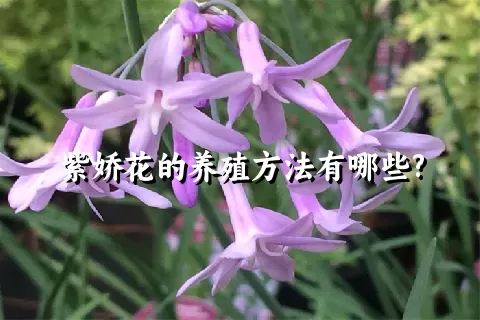 紫娇花的养殖方法有哪些?