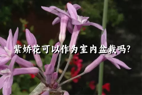 紫娇花可以作为室内盆栽吗?