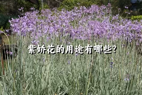 紫娇花的用途有哪些?